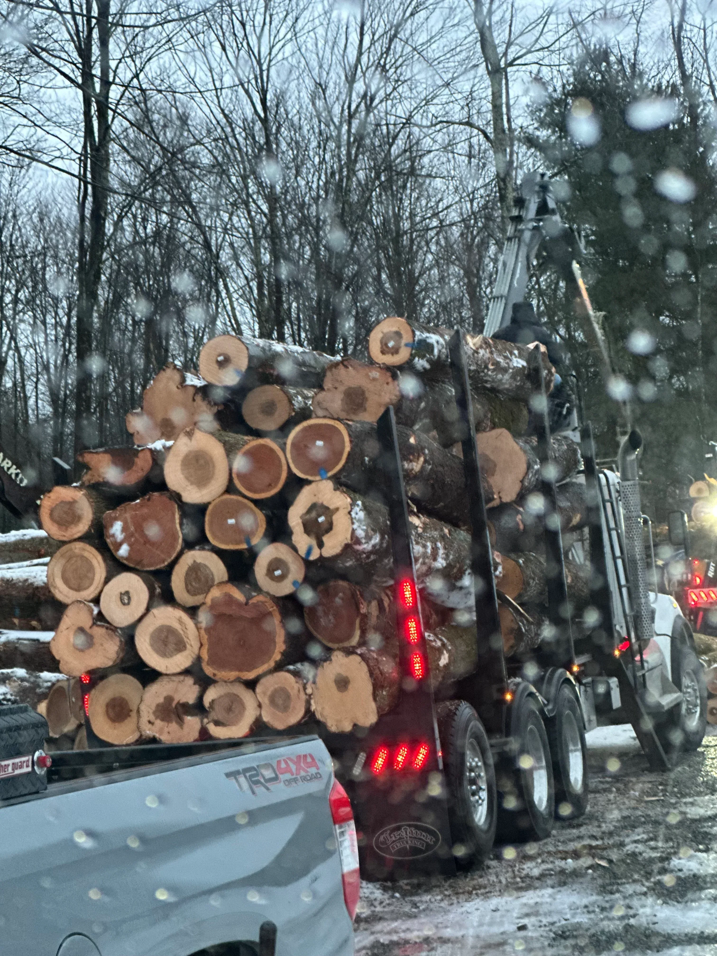 Loaded logging truck with stacked hardwood logs secured with steel bands and chains