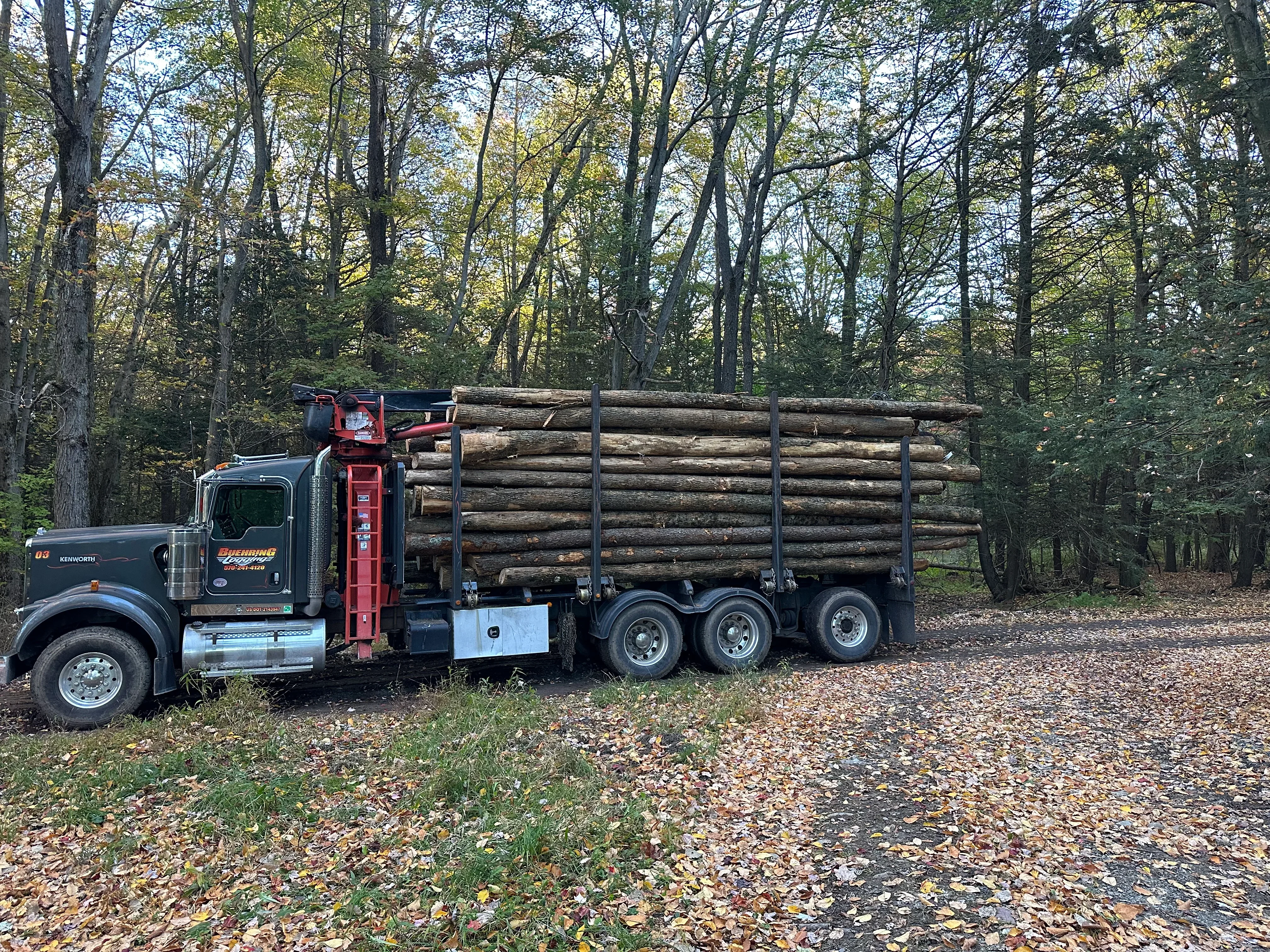 Red and green logging truck with hydraulic crane loaded with stacked timber logs in forest