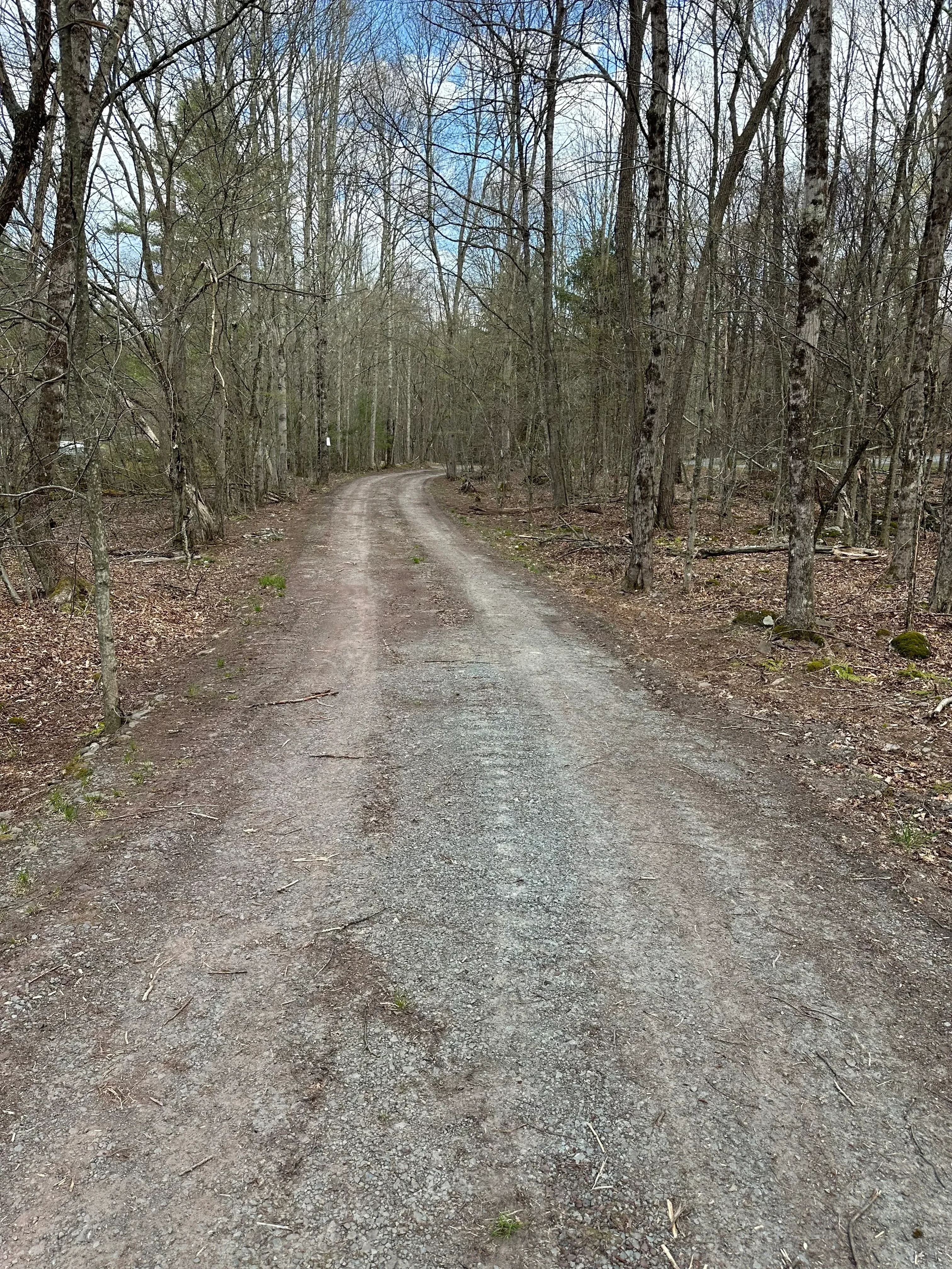 Cleared gravel driveway through wooded area with tree stumps and exposed earth