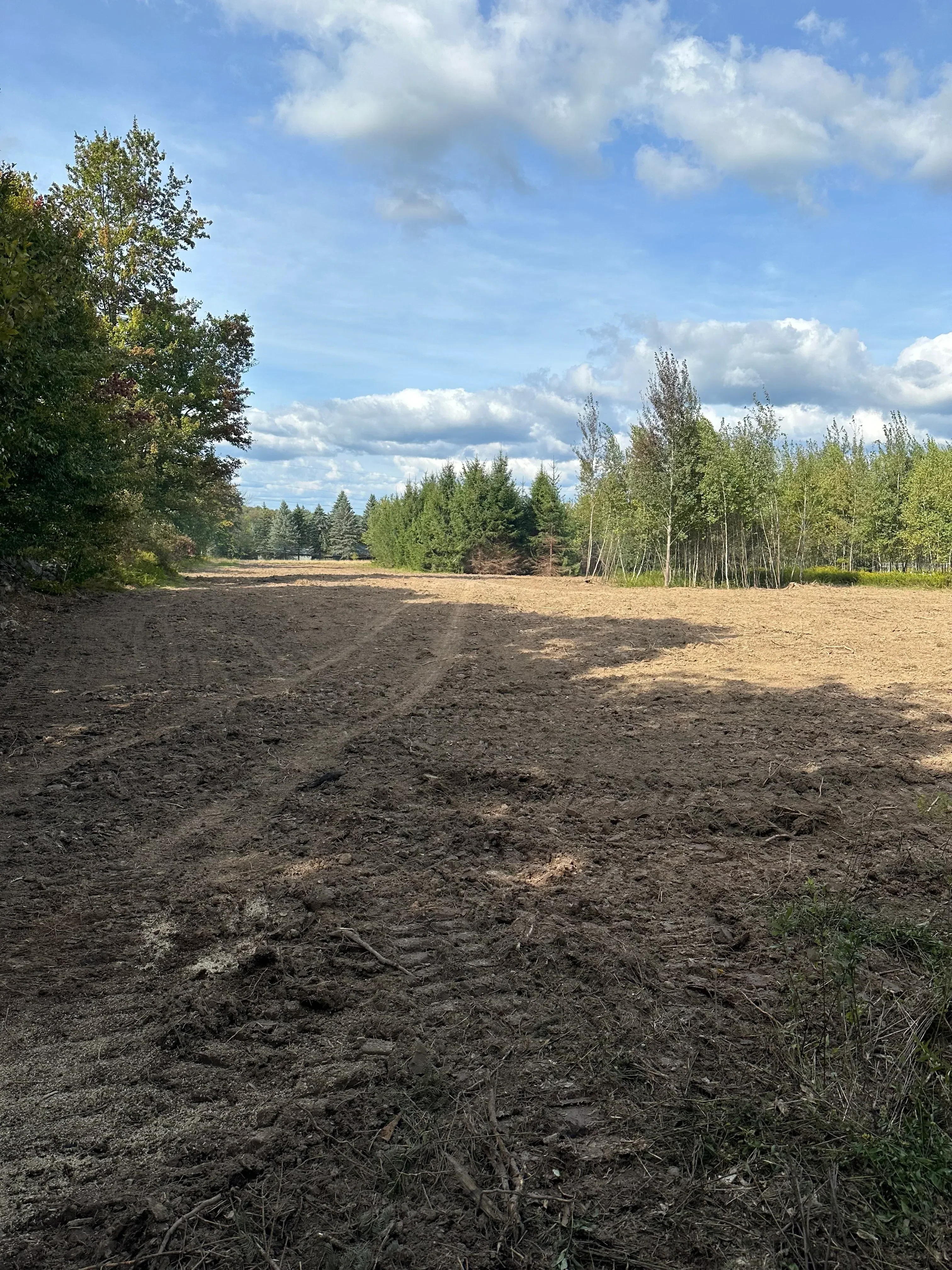 Cleared land with exposed soil, selective vegetation removal, and managed brush clearing