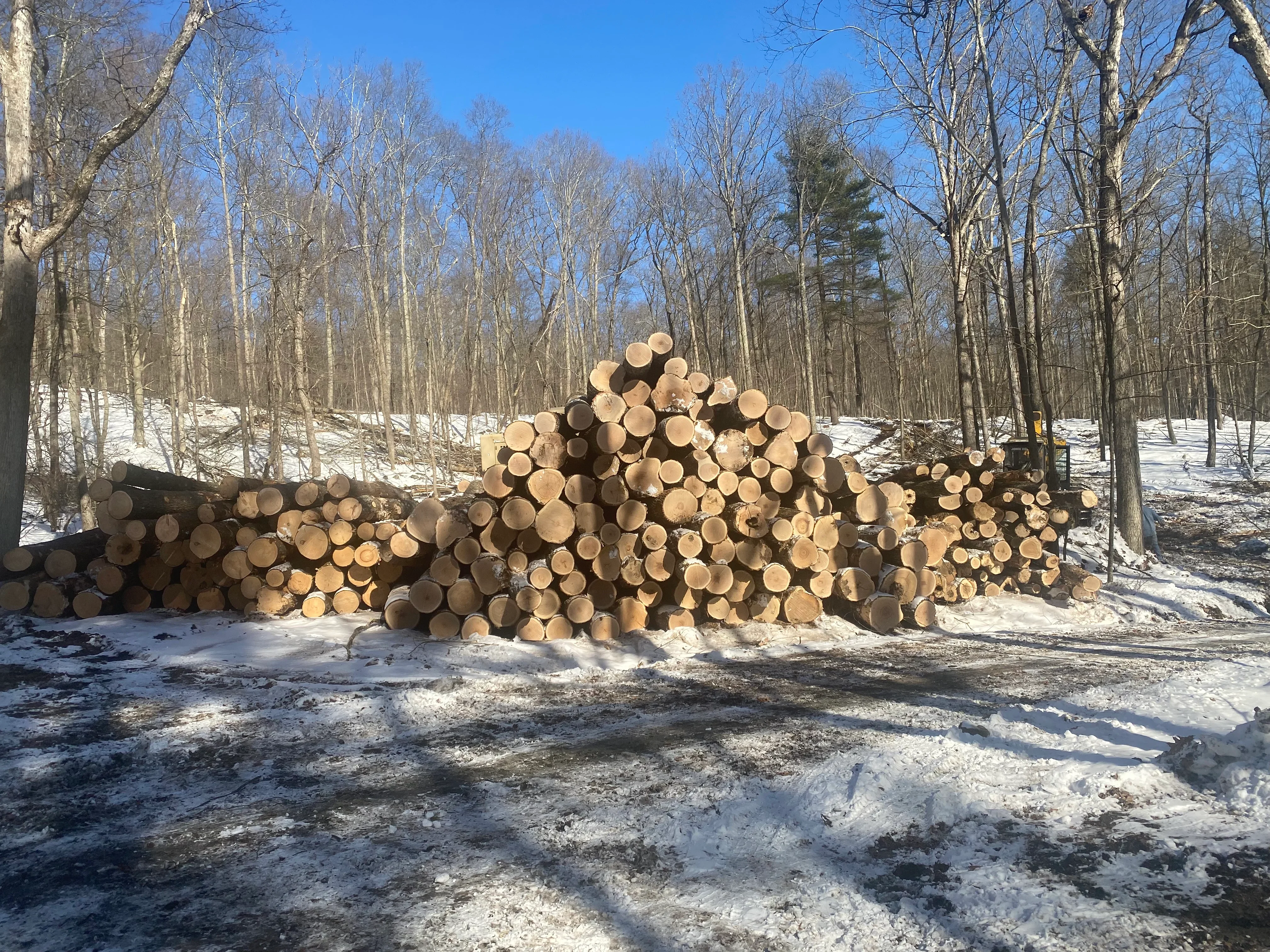 Stacked timber logs organized by size in forest clearing with bare trees in background
