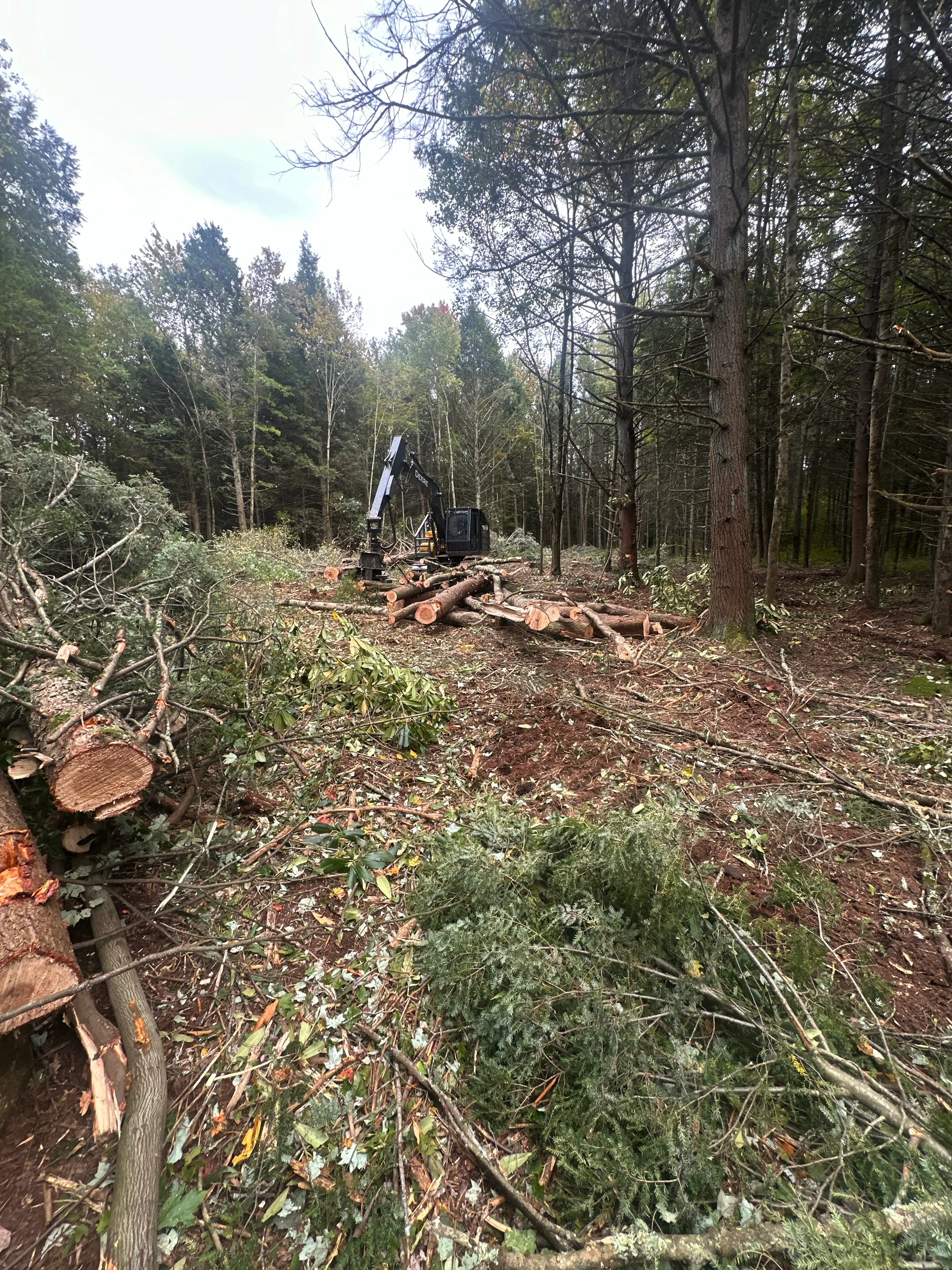 Knuckleboom loader processing felled logs in forest clearing operation with stacked timber and forest backdrop