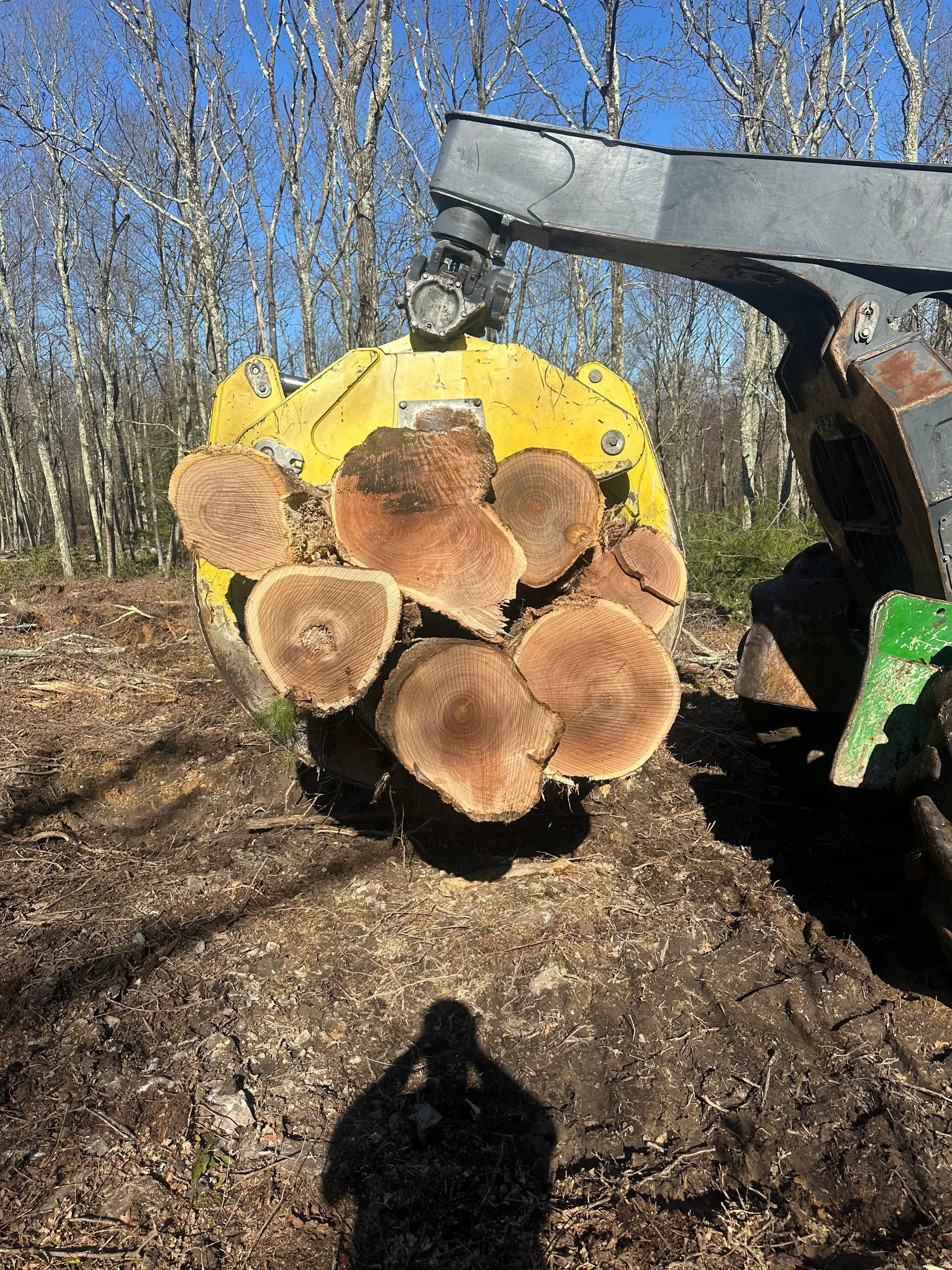 Yellow excavator with hydraulic shears processing freshly cut logs showing exposed wood grain rings