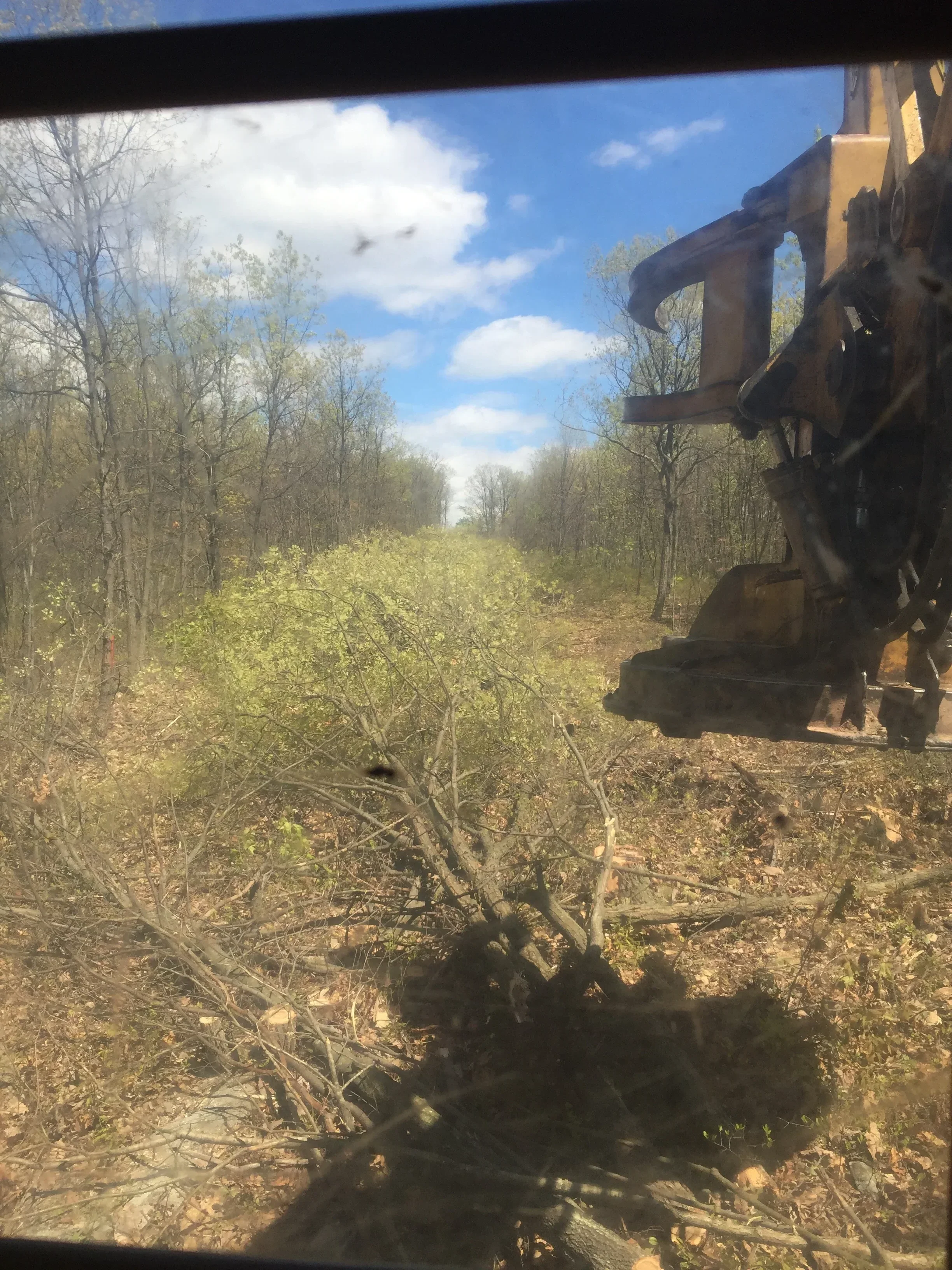 Logging equipment positioned in cleared forest area with felled timber and overgrown vegetation