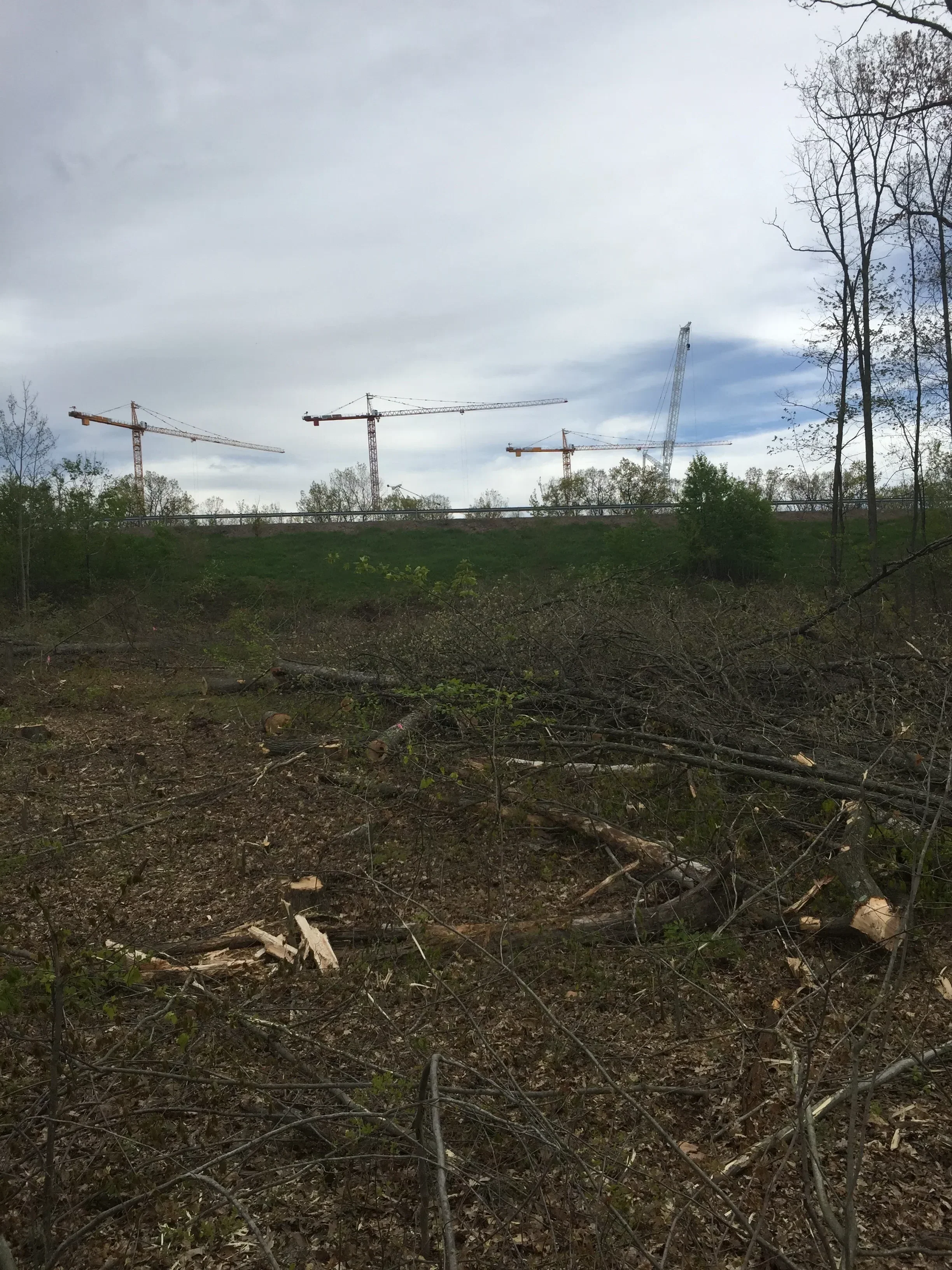Cleared logging site with felled timber, standing trees, and exposed earth in wooded area